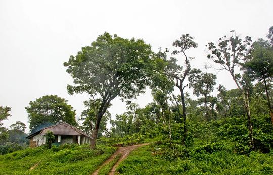 Camping in Gonikoppa in Coorg Image