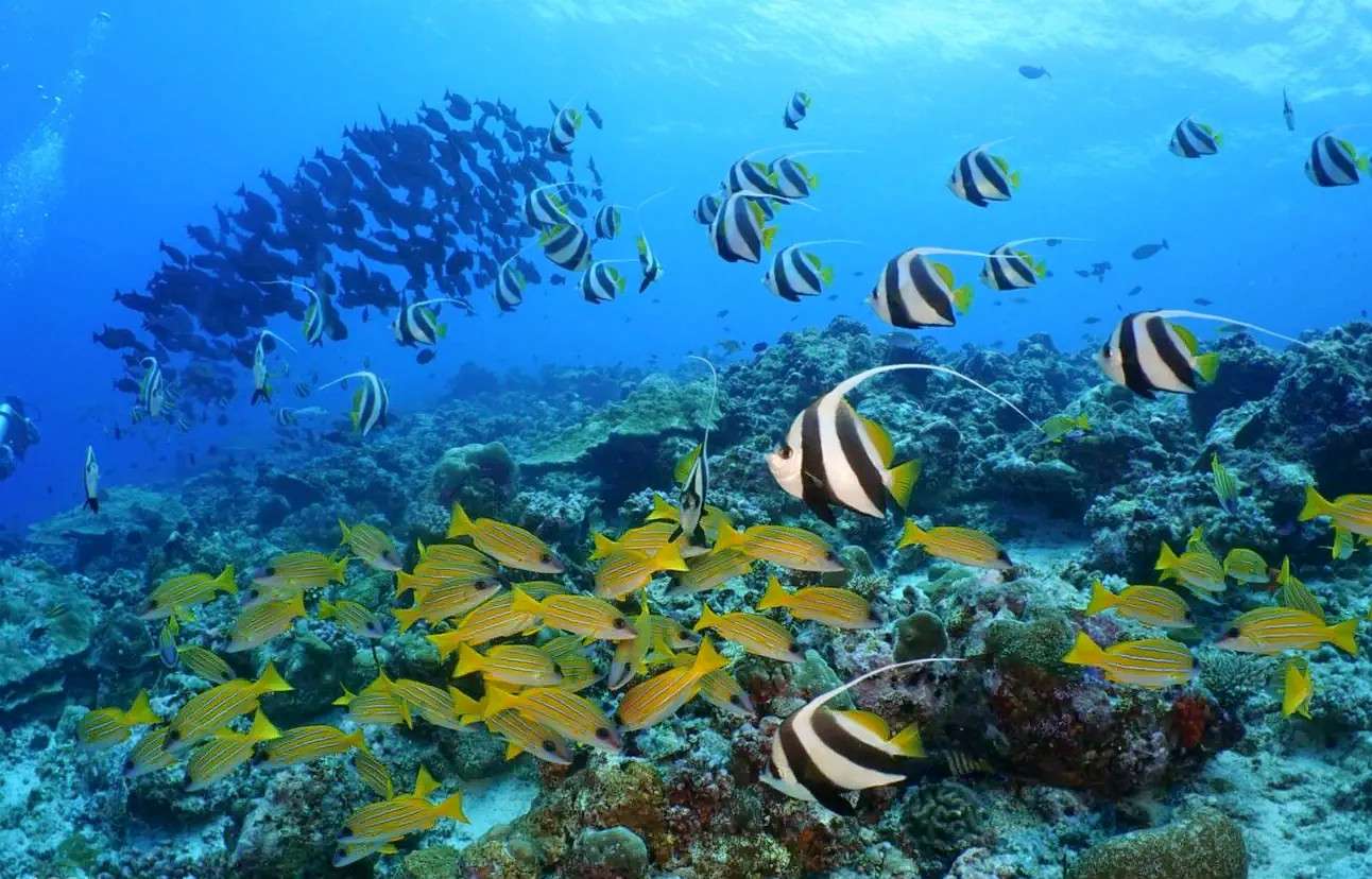 Snorkeling in Maldives  Image