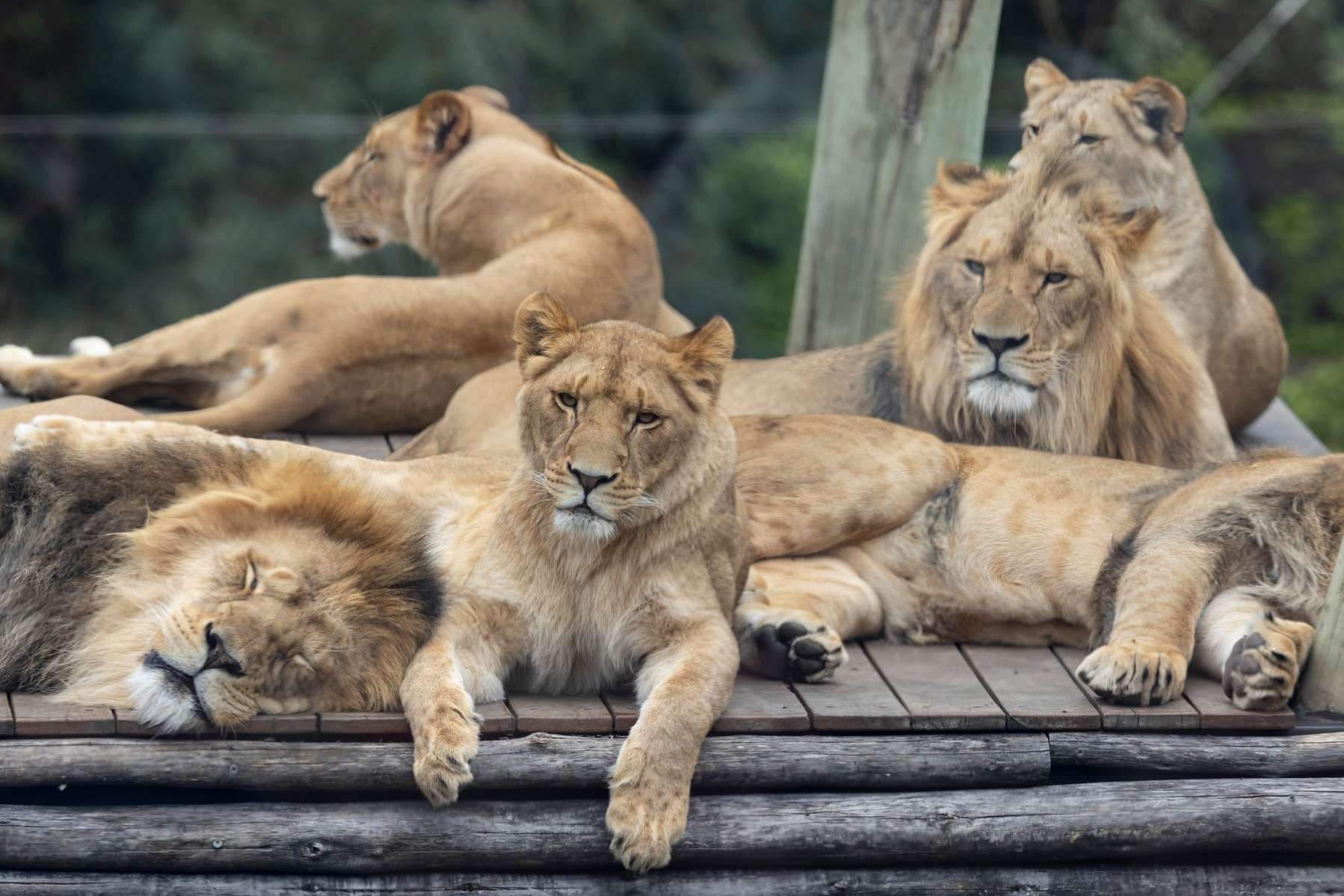 Taronga Zoo Tickets Image