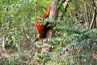 7o97u01n34zy37o6ylhe5n7wisra pant wildlife sanctuary