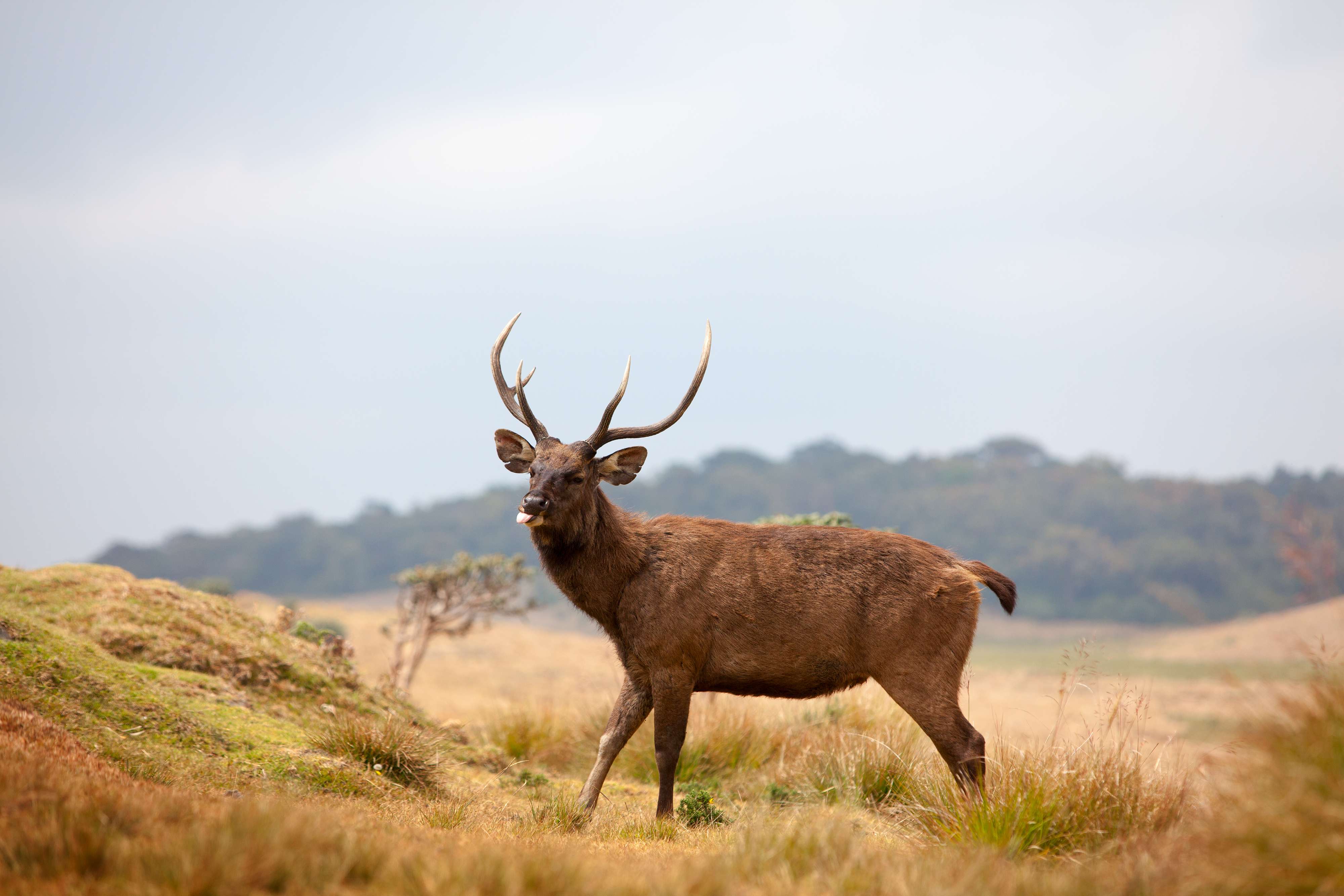 Get a chance to see Sri Lanka's largest species of deer, Sambar 
