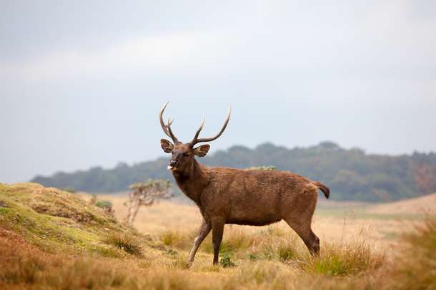 Get a chance to see Sri Lanka's largest species of deer, Sambar 