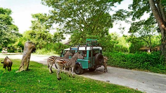 Bali Safari and Marine Park Tickets Image