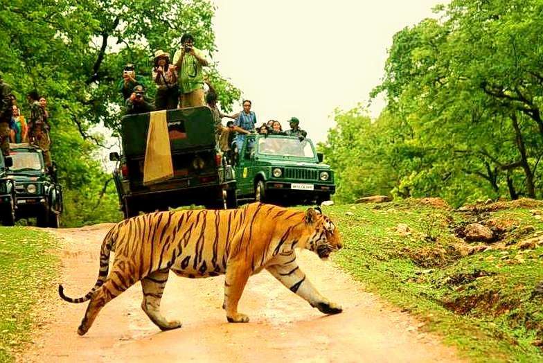 Pench National Park Jungle Safari