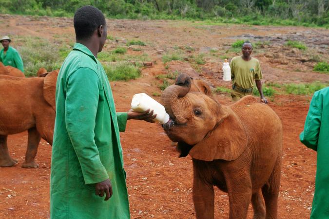 David Sheldrick Wildlife Trust Elephant Nursery