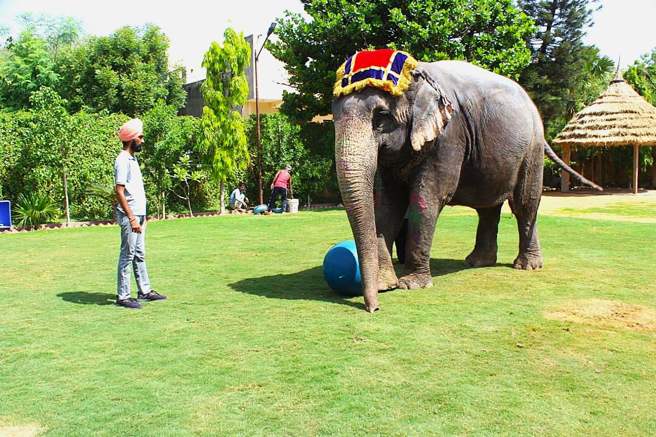 Experience a fun wildlife moment near Jaipur countryside