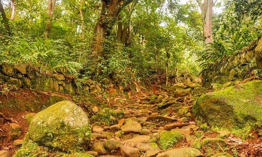 Scenic Trek To Canopy Hill Image