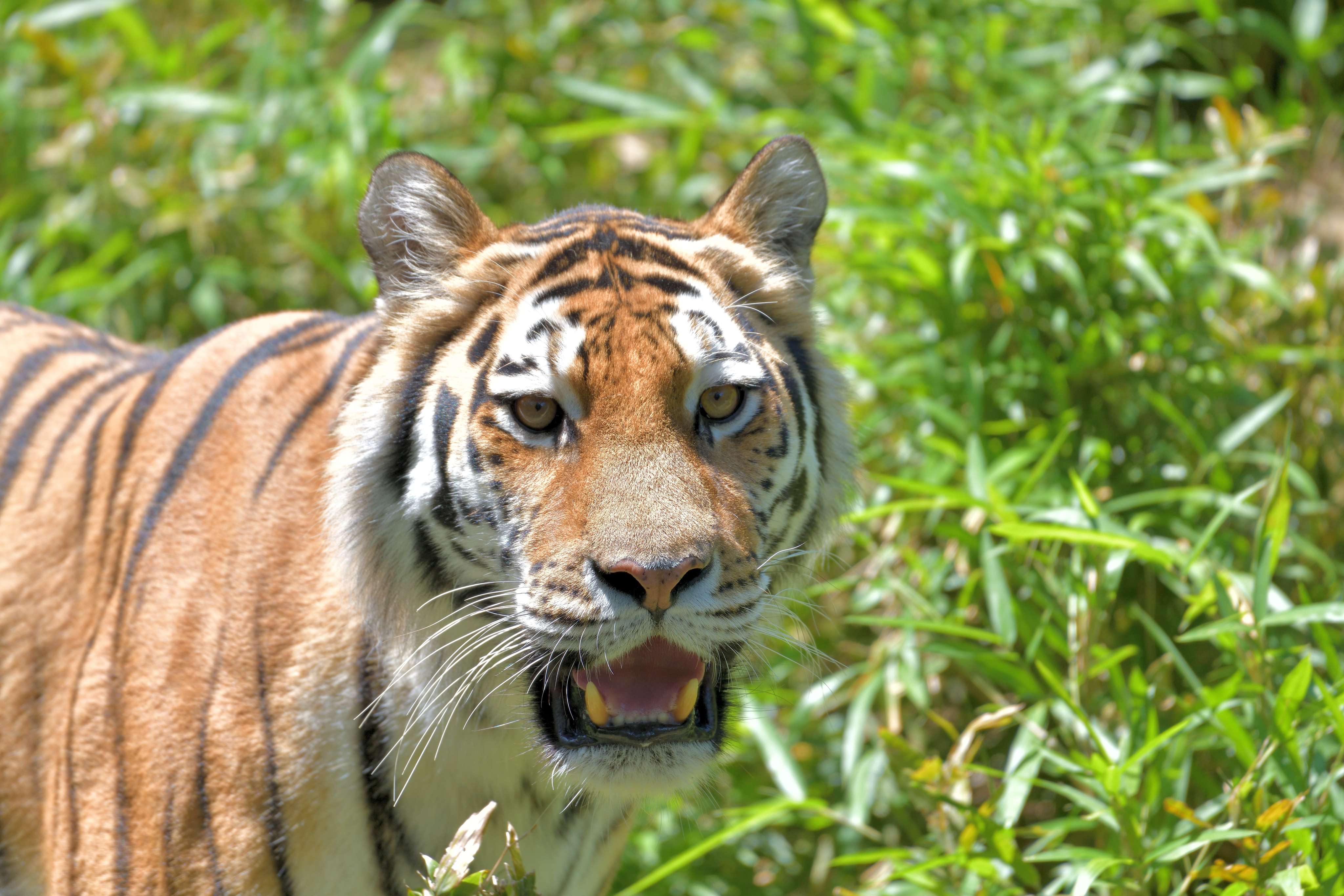 A Tiger at Tama zoo
