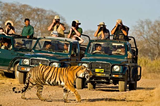 Discover Jim Corbett’s wilderness in an unforgettable guided safari with an expert driver