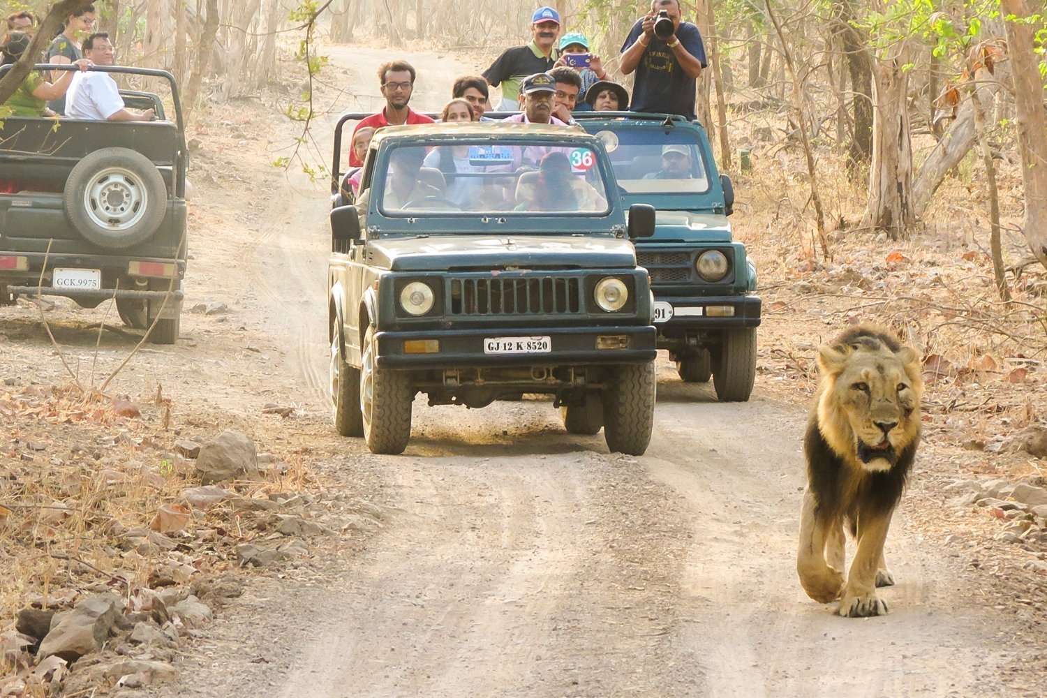 Gir Jungle Safari Image