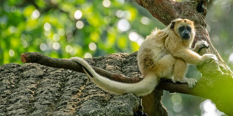 Mukurthi National Park 