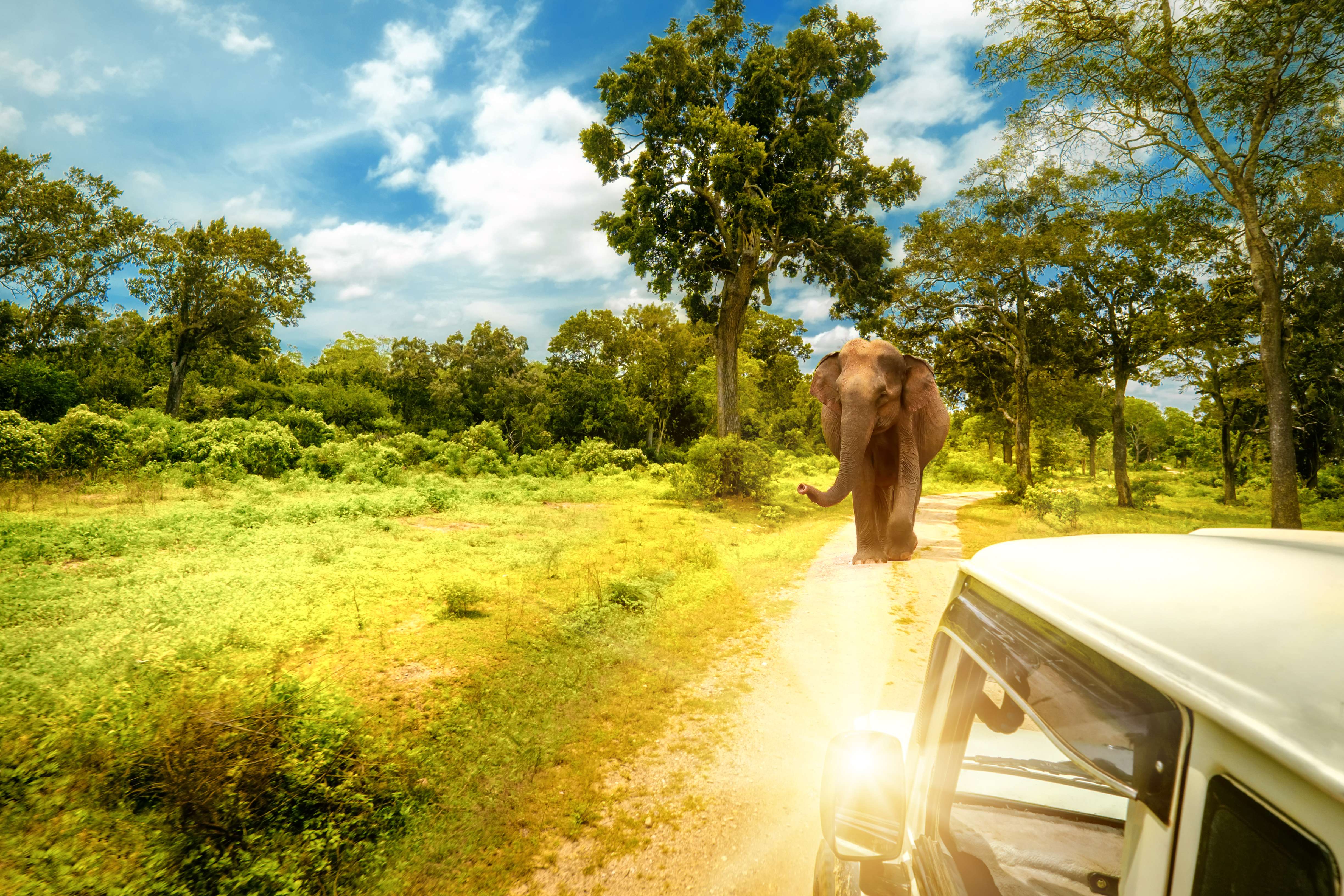 Enjoy a thrilling jeep safari