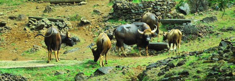 Cotigao Wildlife Sanctuary