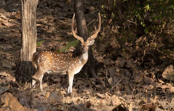 8281o3o8voudisk9d28011i89b1w gir%20jungle%20safari%205