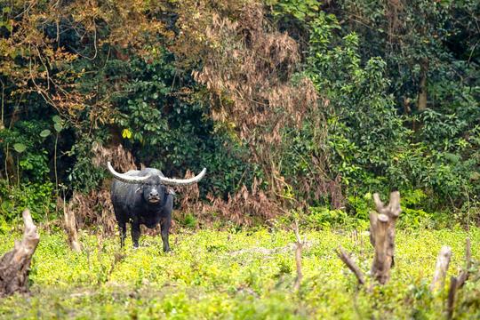 Jeep Safari In Manas National Park Image