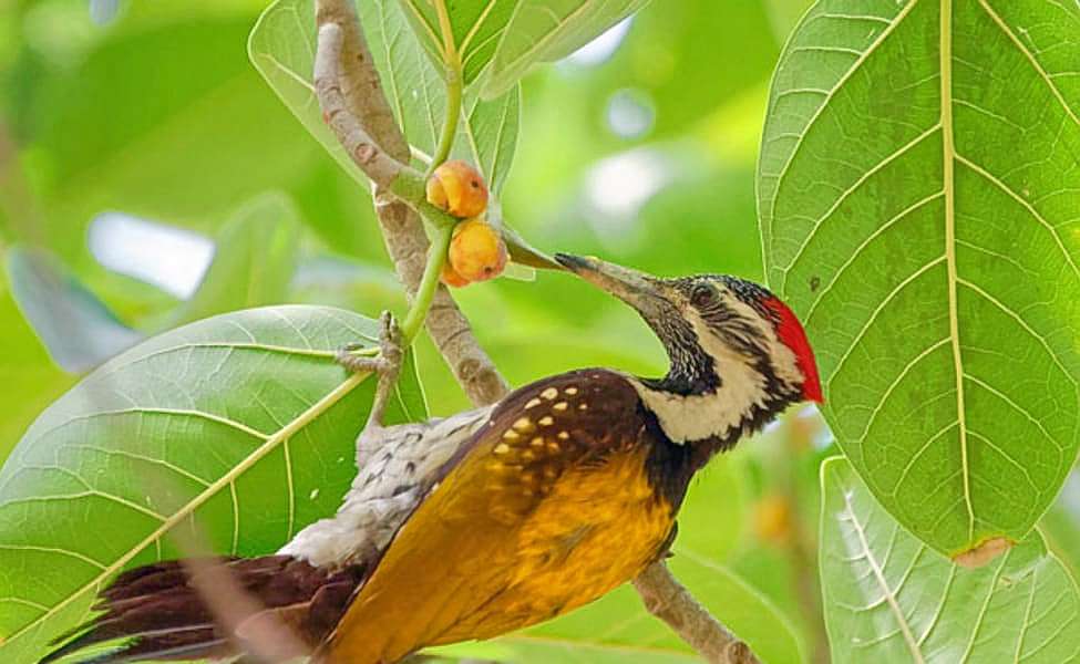 Jim Corbett Canter Safari Image