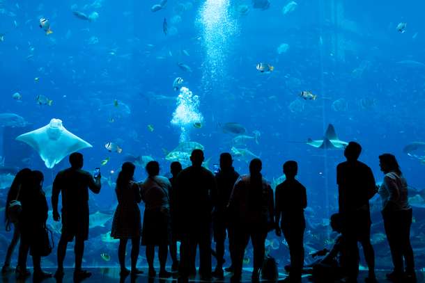 Lost World Aquarium Tickets, Dubai