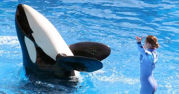 Look at the intelligent Orca at Aqua Planet 63