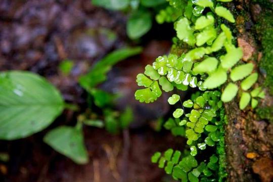 Trek To Todo Waterfalls In Goa Image