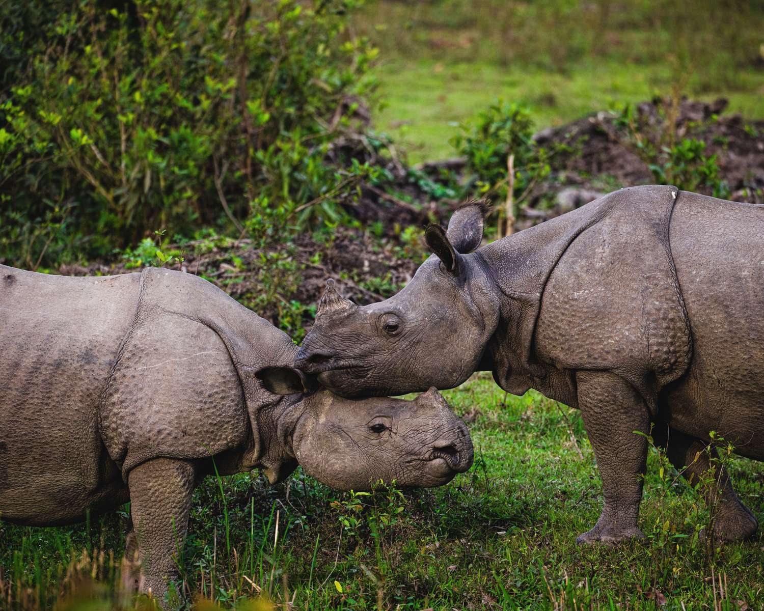 Jeep Safari In Kaziranga Image