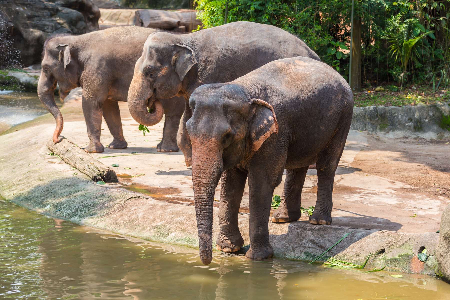 Krabi Elephant Sanctuary Tickets Image