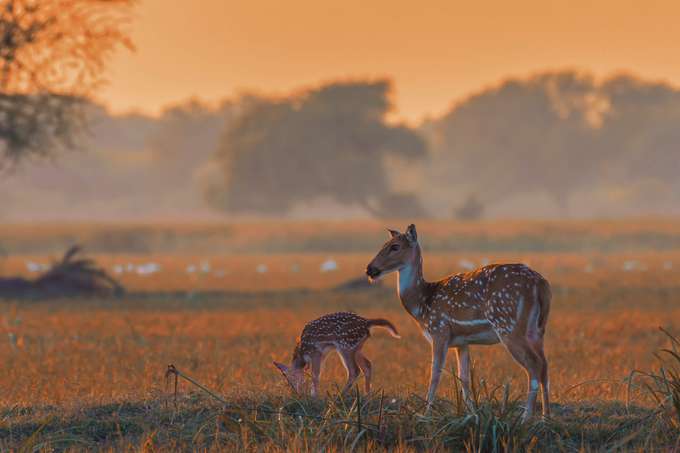 Bharatpur Weekend Tour Package from Delhi