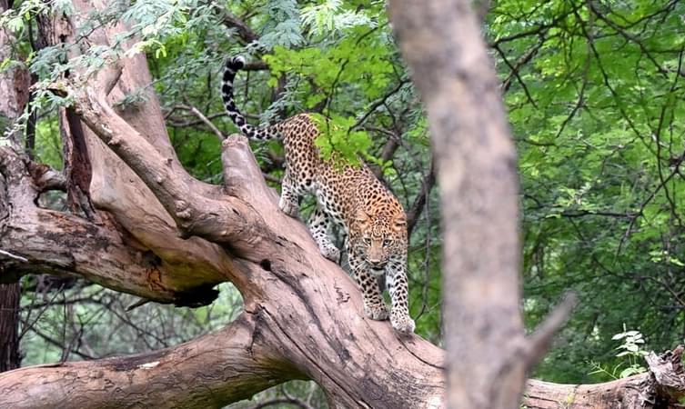 Jhalana Leopard Safari