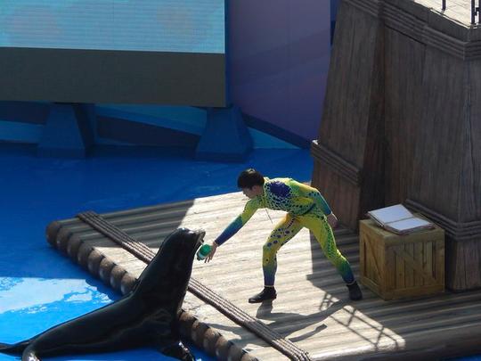 Ocean Park Sea Lion Show Hong Kong Image