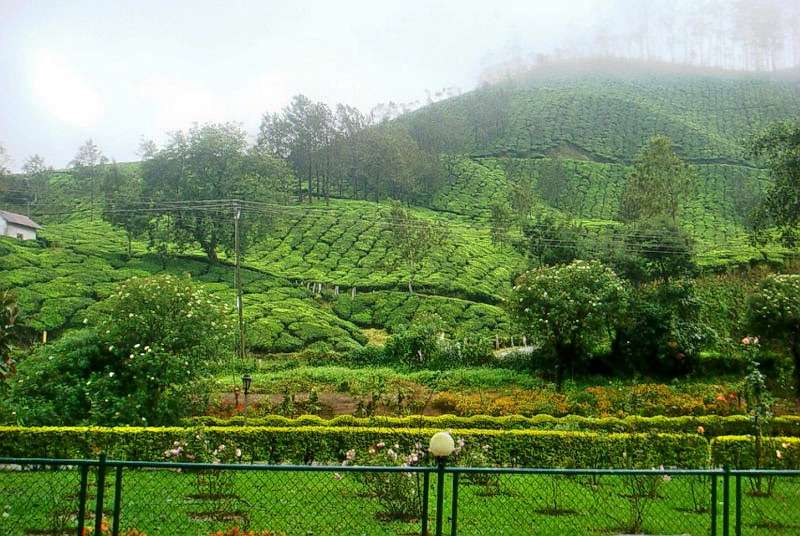 Plantation Sightseeing Tour In Munnar  Image