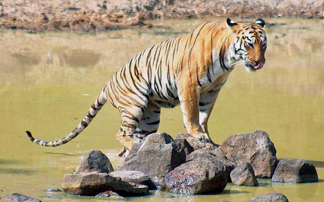 Safari Booking At Panna National Park  Image