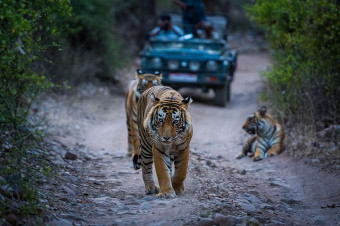 Jaipur Ranthambore Udaipur Tour