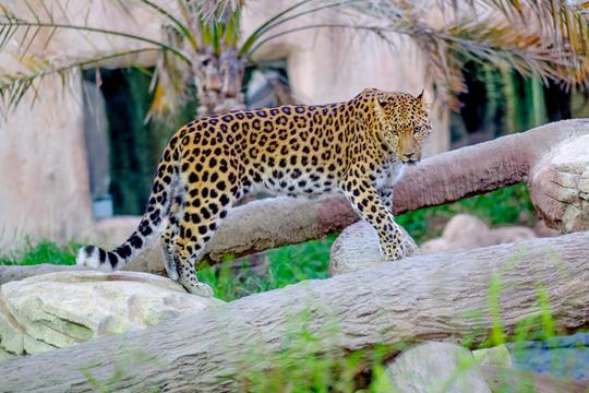 Lunch With Leopards In Abu Dhabi Image