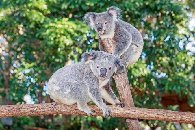 Currumbin Wildlife Sanctuary