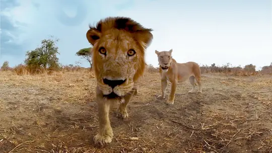 Wild Immersion Virtual Reality Experience at Penang Hill Image