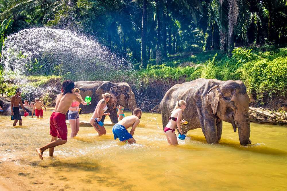 Krabi Elephant Sanctuary Tickets Image