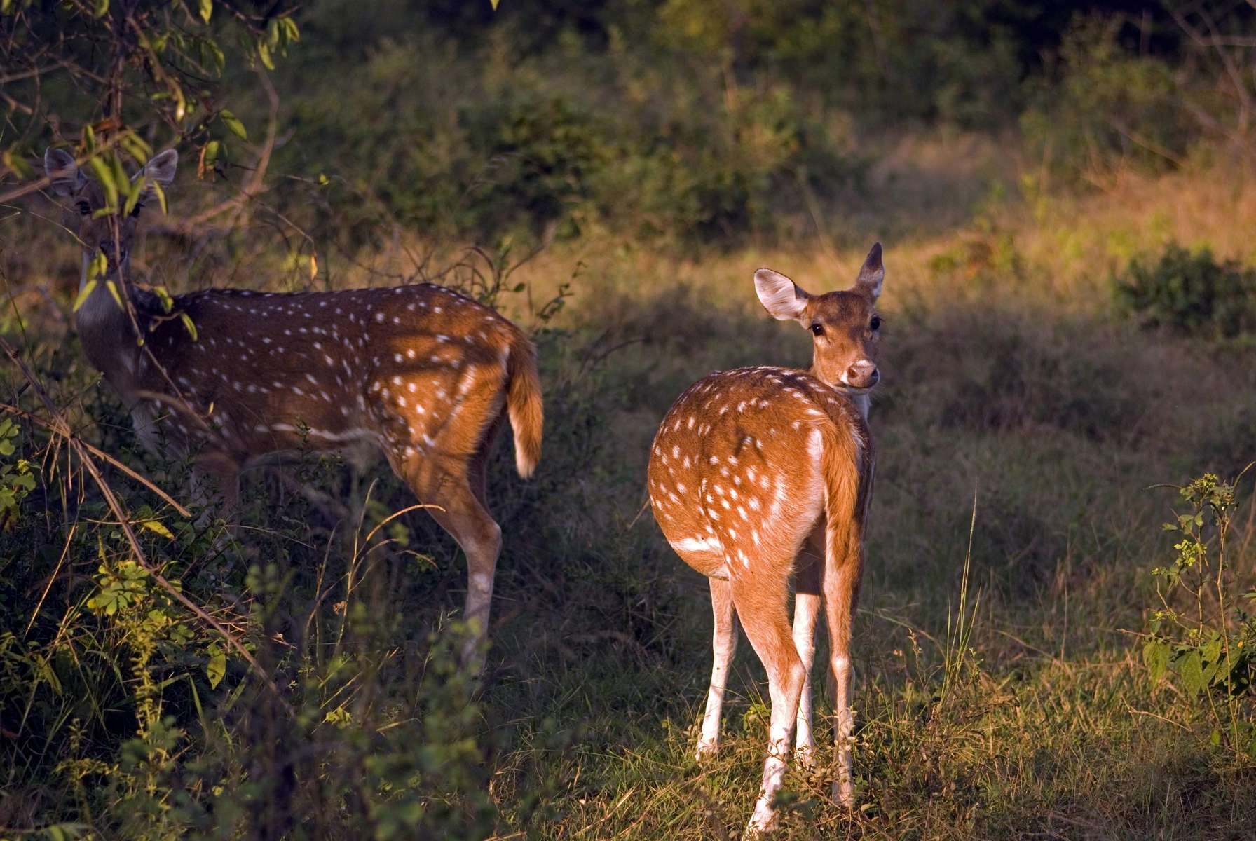 Sariska New Year Package Image