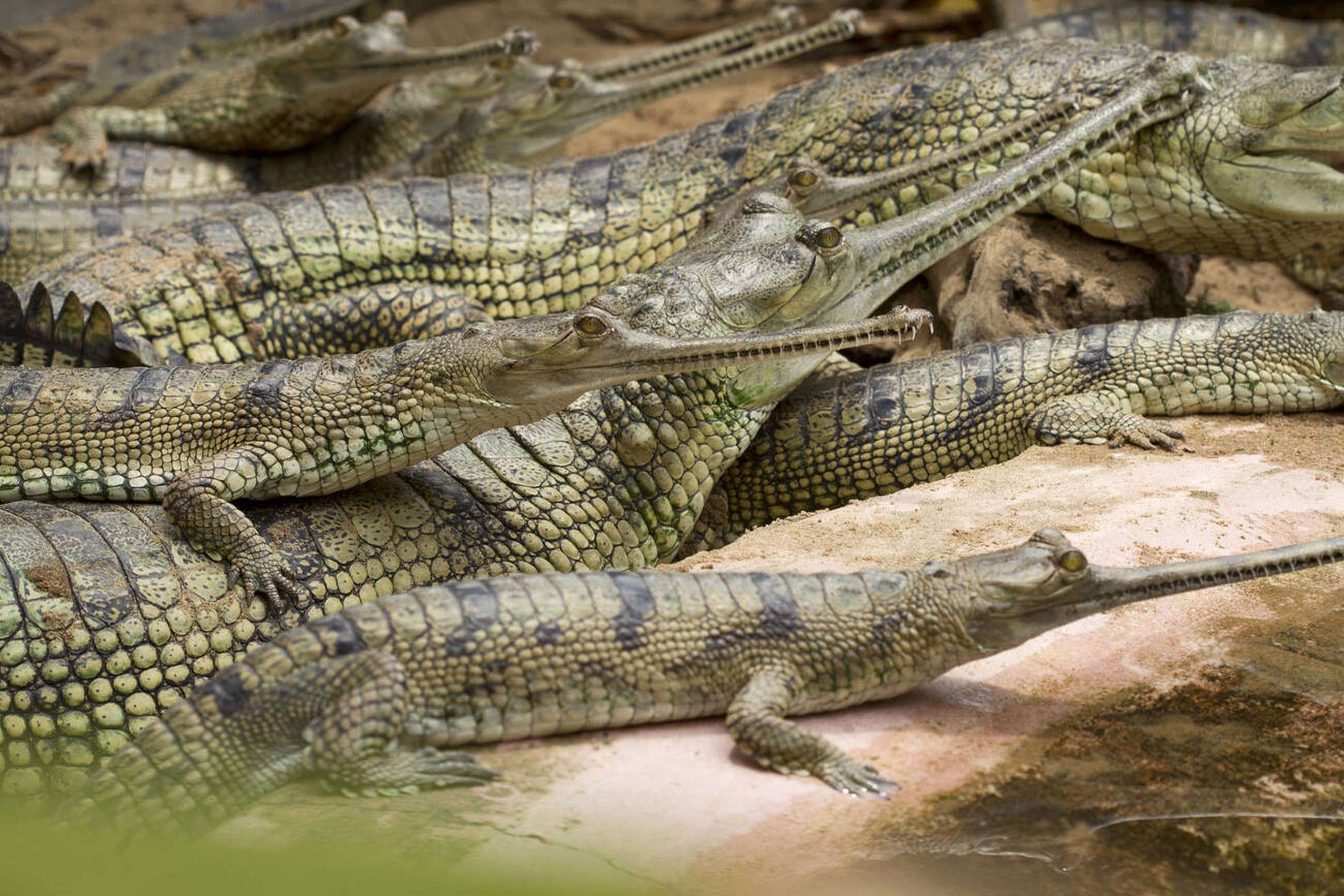 Discover rare species of Crocodiles