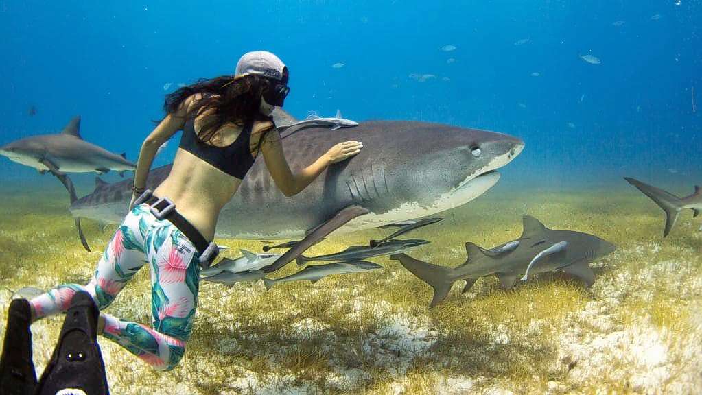 Swim with blacktip reef sharks