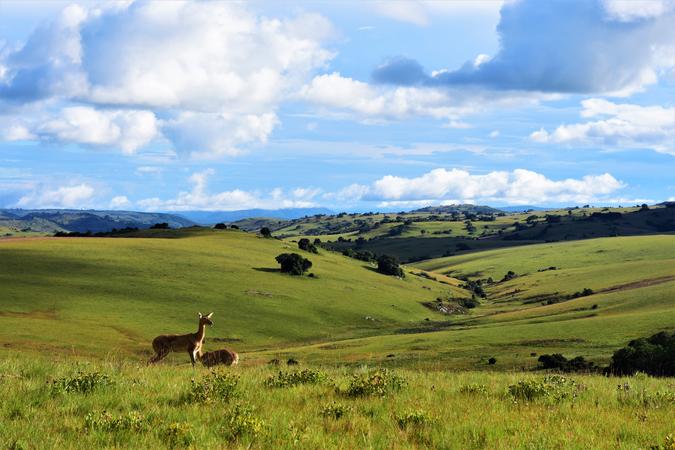 Nyika Plateau National Park
