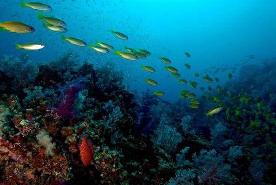 Scuba Diving in Ao Nang Image