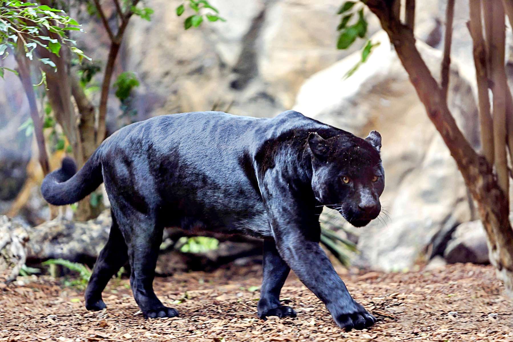 Loro Parque Tickets Image