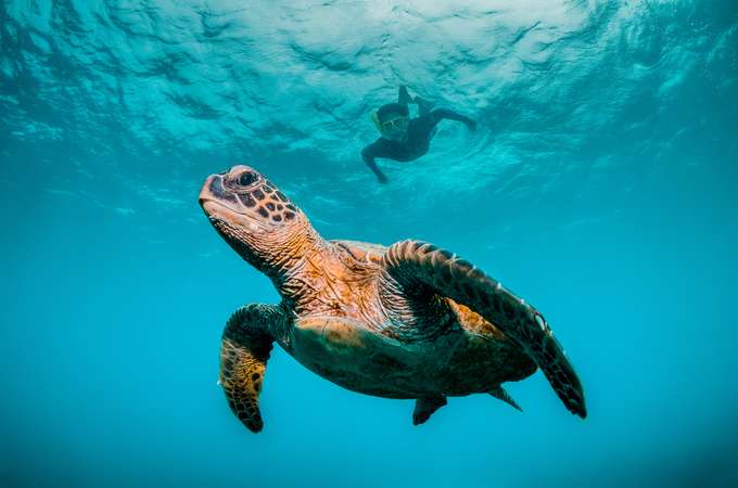 See the adorable sea turtles in Hawaii
