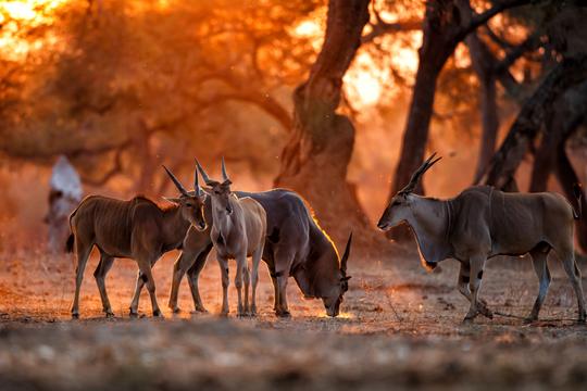 Zimbabwe Safari Package from India Image
