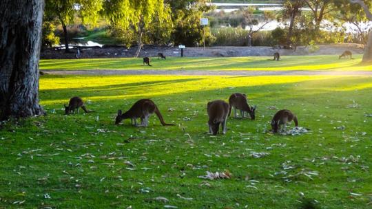 Yanchep National Park And Crystal Cave Tour Image
