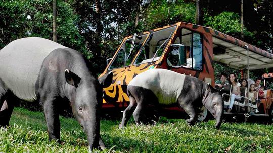 Singapore Adventure | Wildlife Encounters & Sightseeing Image