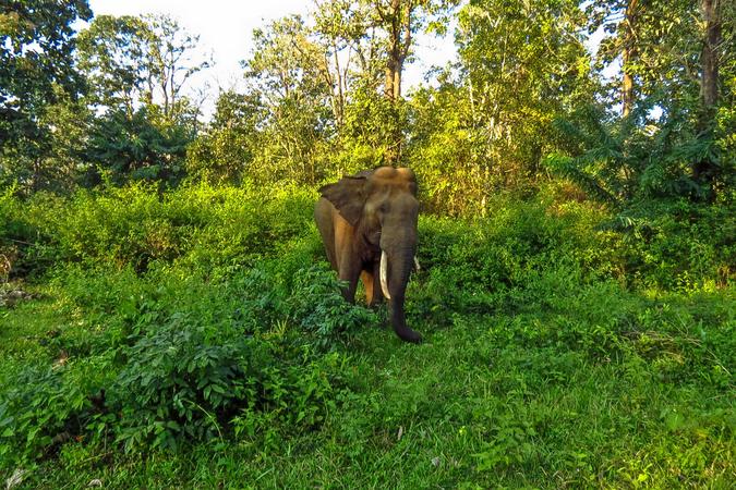 Tholpetty Wildlife Sanctuary