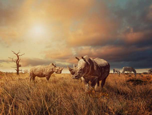 Marvelous rhinos at Mosi Oa Tunya