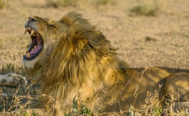 Katavi National Park