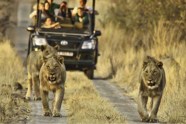 Tourists admiring lions at Pilanesberg National Park, South Africa