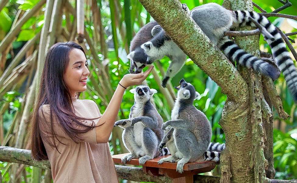 Explore Bali Zoo, home to more than 350 animals